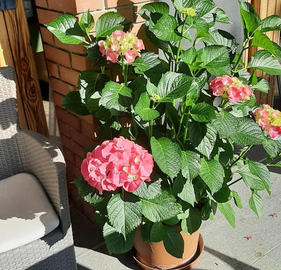Siesta Vendeghaz Villa Eğri